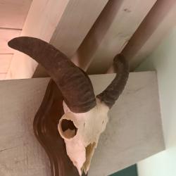 Bon massacre de jeune mouflon