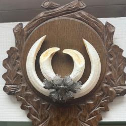 Vends massacre de sanglier, monté sur écusson