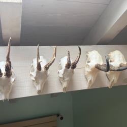 Vends massacre, 2chevreuil, 2chamois