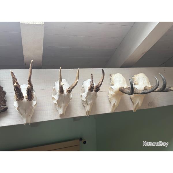 Vends massacre, 2chevreuil, 2chamois