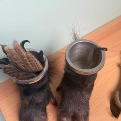 Vends 2 pieds de sanglier, taxidermie, porte-crayon