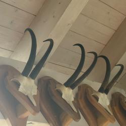 Vends collection de massacre de chamois monté sur écusson