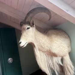 Vends trophée mouflon à manchettes