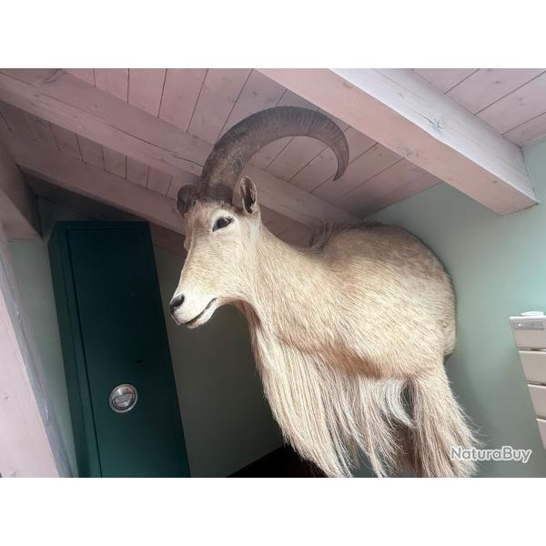 Vends trophe mouflon  manchettes