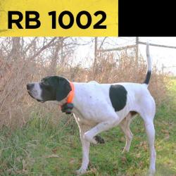 DOGTRA RB 1002