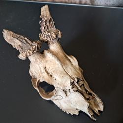 Crâne de chevreuil #0309