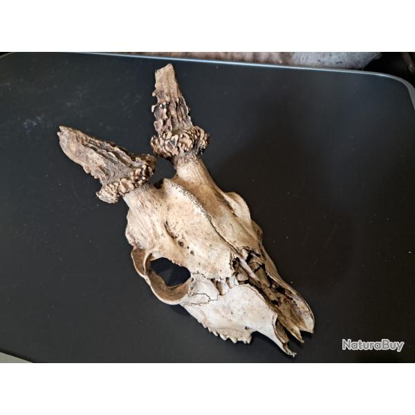 Crne de chevreuil #0309