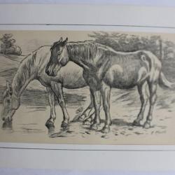 Dessin original au crayon chevaux F. KRAUSS équitation