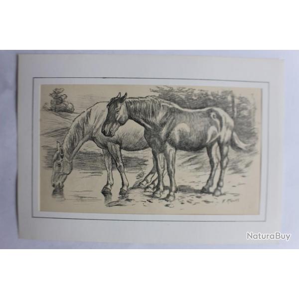 Dessin original au crayon chevaux F. KRAUSS quitation
