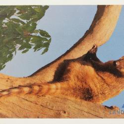 Télécarte L&G Full Face Trial Coati 630L Israël 1996