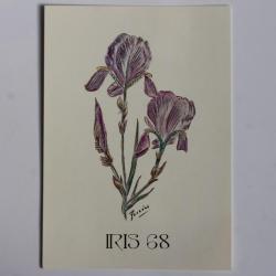 Carte postale QSL Radio Amateur Suisse Iris 68