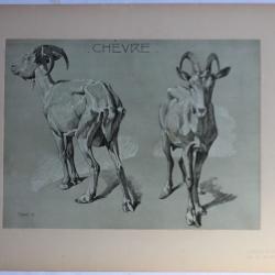 Mathurin MÉHEUT Étude d'animaux Chèvre 1911