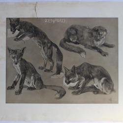 Mathurin MÉHEUT Étude d'animaux Renard 1911