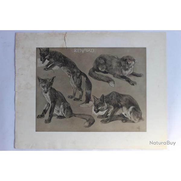 Mathurin MHEUT tude d'animaux Renard 1911