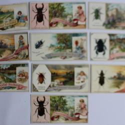 Chromos Chocolat SUCHARD insectes (10)