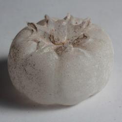 Giovanni CENEDESE Sculpture Tomate verre soufflé Murano