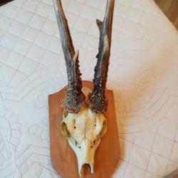 TROPHEE BROCARD JOLIS BOIS 22cm