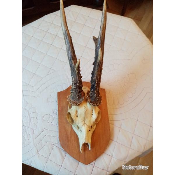 TROPHEE BROCARD JOLIS BOIS 22cm