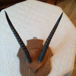 TROPHEE CORNES ANTILOPE GAZELE