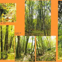 8,0405 ha - FORÊT DU LAC DE VALAT - ( 24 ) DORDOGNE