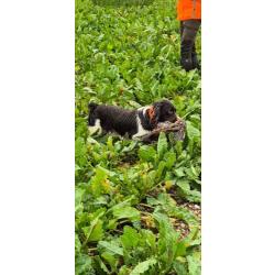 Saillie springer spaniel LOF