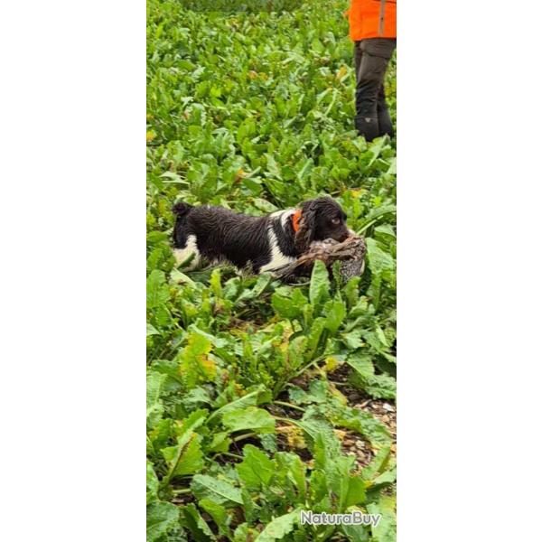 Saillie springer spaniel LOF