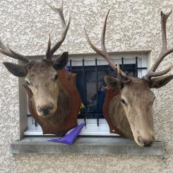 TROPHEE TETE DE CERF COUP DOUBLE