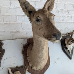 Trophées de tête de chevreuil