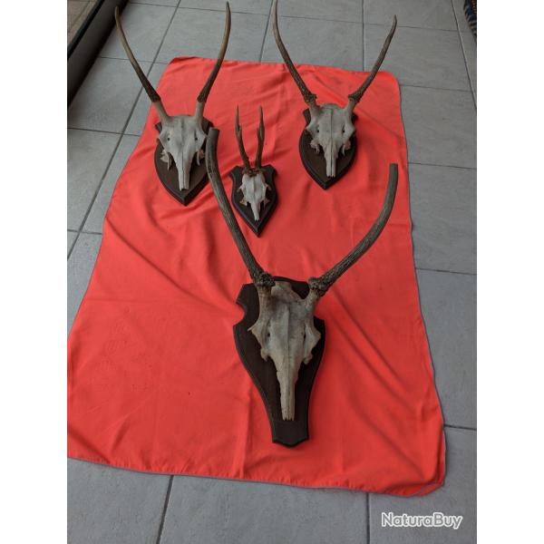Trophes de chasse 3 daguets et 1 chevreuil