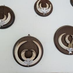 Trophées de défenses de sanglier