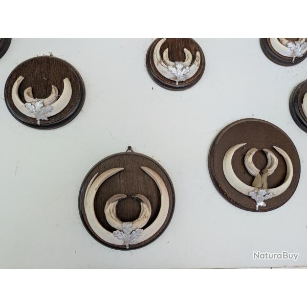 Trophes de dfenses de sanglier