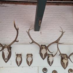 Trophées de têtes de cerfs et daguets
