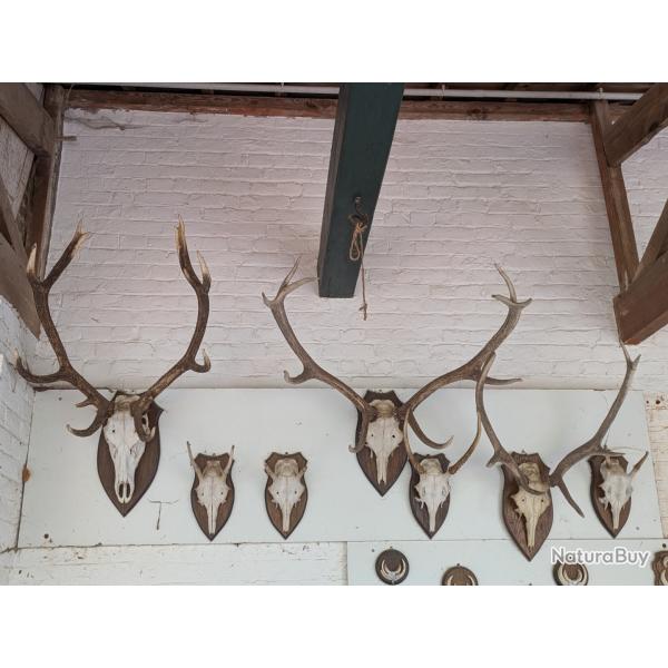 Trophes de ttes de cerfs et daguets