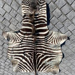 Peau de Zèbre véritable Kenya année 1960