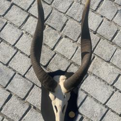 Troph&eacute;e Bongo + peau - chass&eacute; au Kenya 1963 - M&eacute;daille d'Or Expo Mondiale de chasse 1971