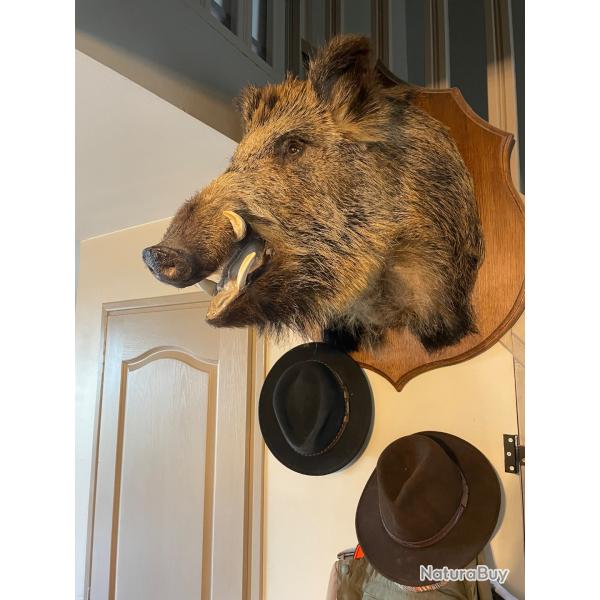 Trophe de chasse sanglier