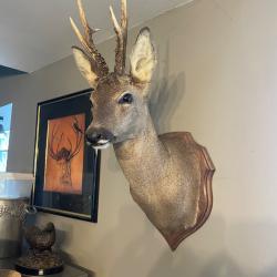 Trophée de Chasse Chevreuil