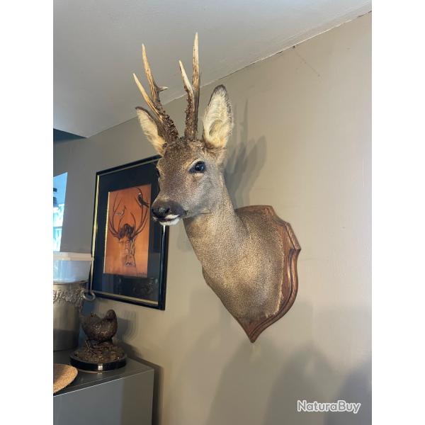 Trophe de Chasse Chevreuil