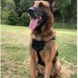 Harnais WHISPER ultra light tactical - Recon K9