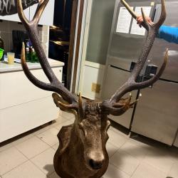 Trophée cerf 14 corps irrégulier