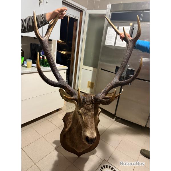 Trophe cerf 14 corps irrgulier
