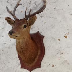 Tête de cerf naturalisée