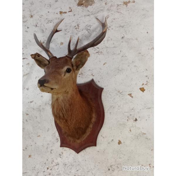 Tte de cerf naturalise