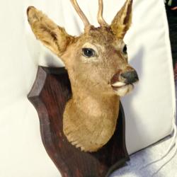 Tête de chevreuil naturalisée