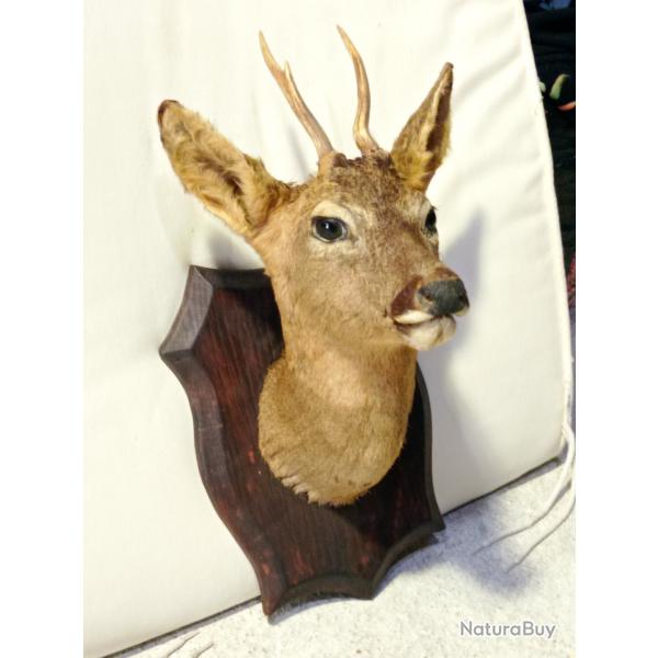 Tte de chevreuil naturalise