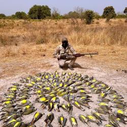 Chasse en région de Casamance au SENEGAL