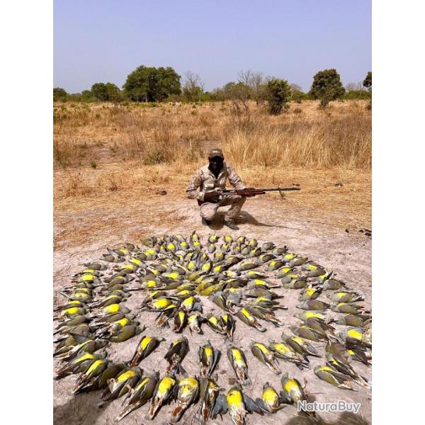 Chasse en rgion de Casamance au SENEGAL