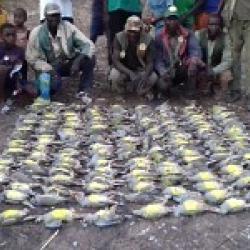 Séjour chasse en Casamance au SENEGAL