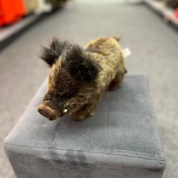 PELUCHE SANGLIER L