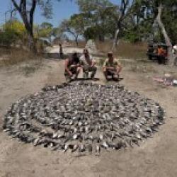 Chasse au SENEGAL région de CASAMANCE